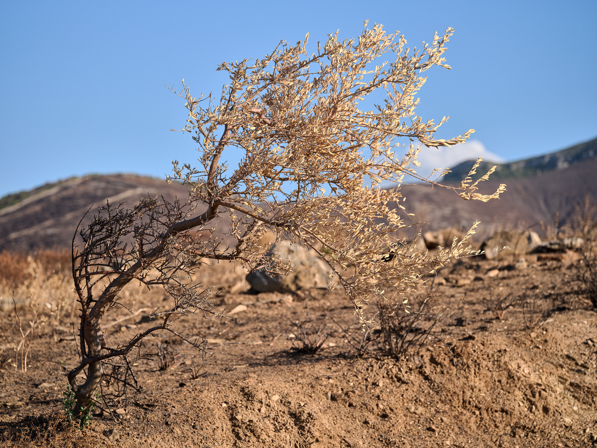 Photographie d'art de Nicolas Claris — Nature Morte